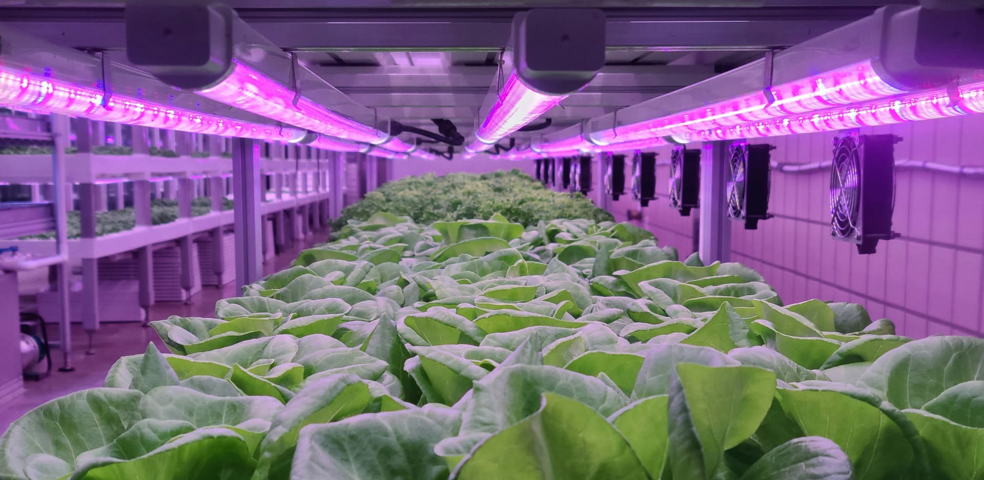 Grow MK 60 (Pflanzenzucht) Feuchtraumleuchte